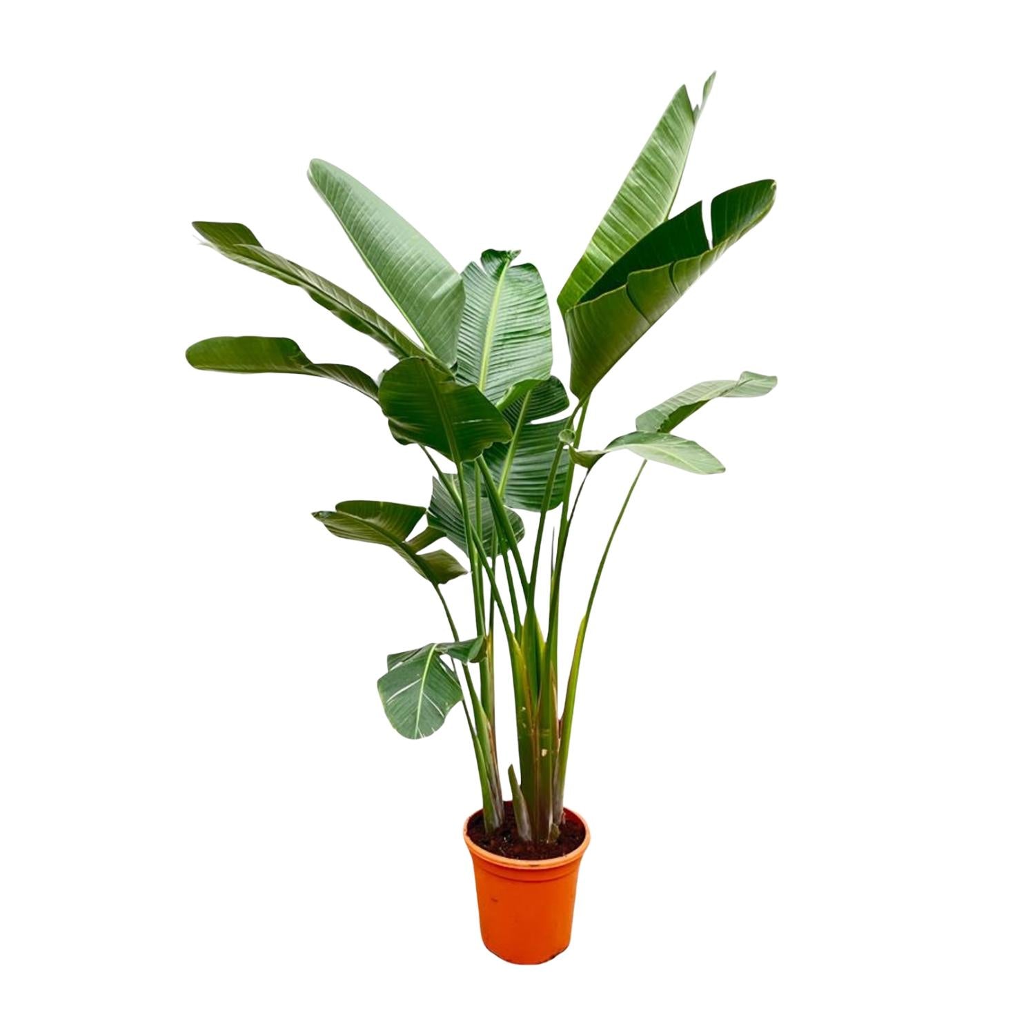 Strelitzia Augusta de luxe XXL 250 cm Ø38 – Weiße Paradiesvogel Pflanze | Pflanzfix24.de - Pflanzfix24.de