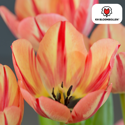 Tulpenbollen Spring Break – 20 Stuks | KH Bloembollen® | Rood-Oranje Tulp - Pflanzfix24