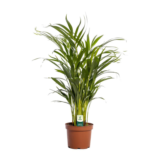 Dypsis Lutescens - Ø17cm - ↕65cm bei Pflanzfix24.de - Pflanzfix24.de