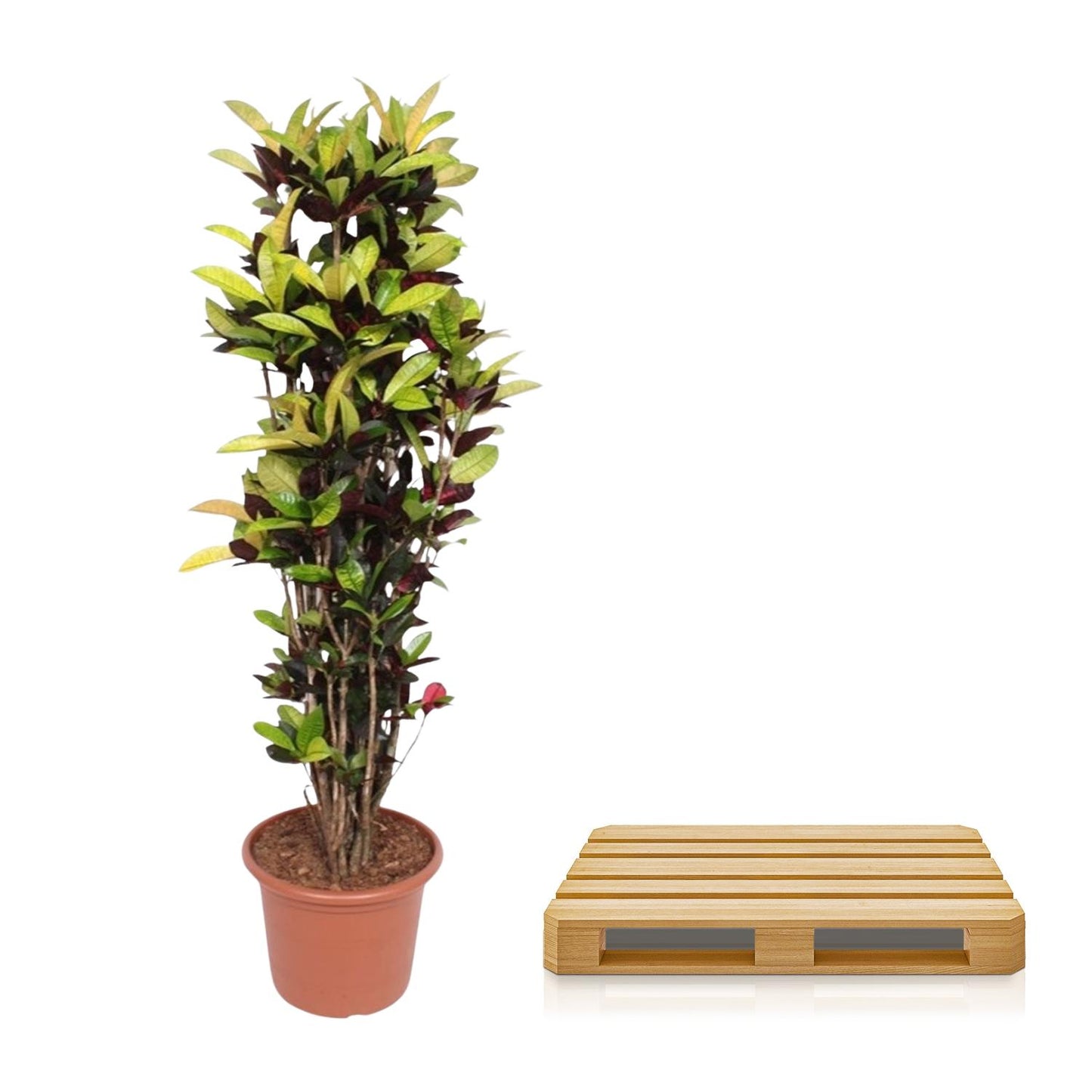 Codiaeum Iceton (Croton Iceton) - 190 cm - ø45 von Pflanzfix24