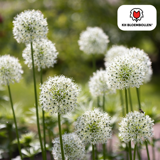 Allium White Giant 5 stuks - Pflanzfix24