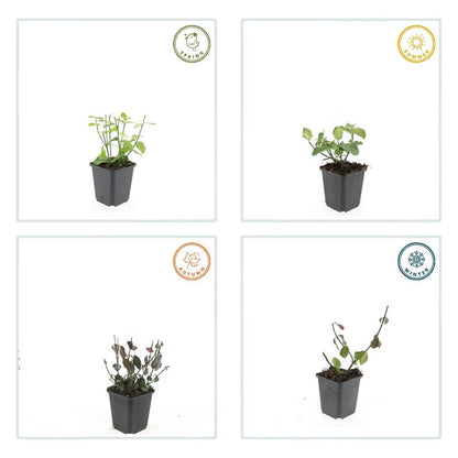 40x Euonymus fort. 'Dart's Blanket' - ↕10-25cm - Ø9cm - Pflanzfix24.de - Pflanzfix24.de
