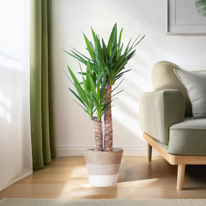 Yucca Elephantipes 90cm mit weißem Korb - pflanzfix24
