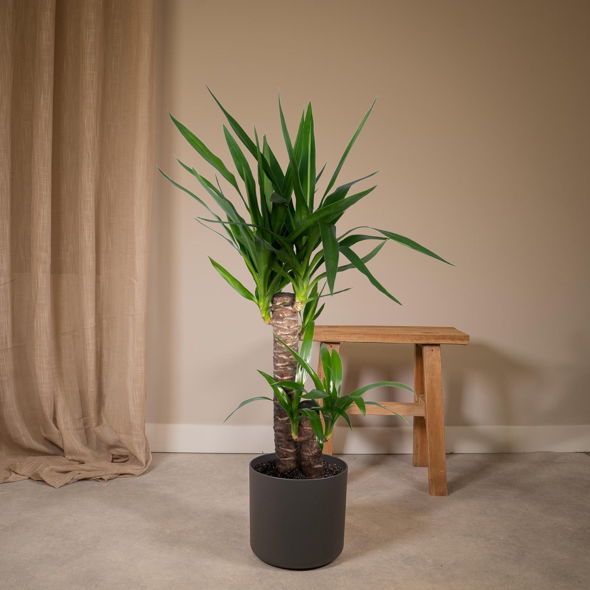 Yucca Elephantipes 85cm Ø17cm – Sonnenliebende Zimmerpflanze | Pflanzfix24.de - Pflanzfix24.de