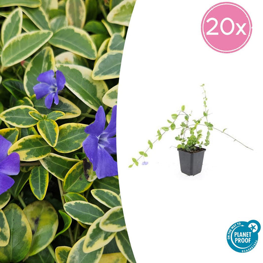 20x Vinca minor 'Blue and Gold' - ↕10-25cm - Ø9cm - Pflanzfix24.de - Pflanzfix24.de