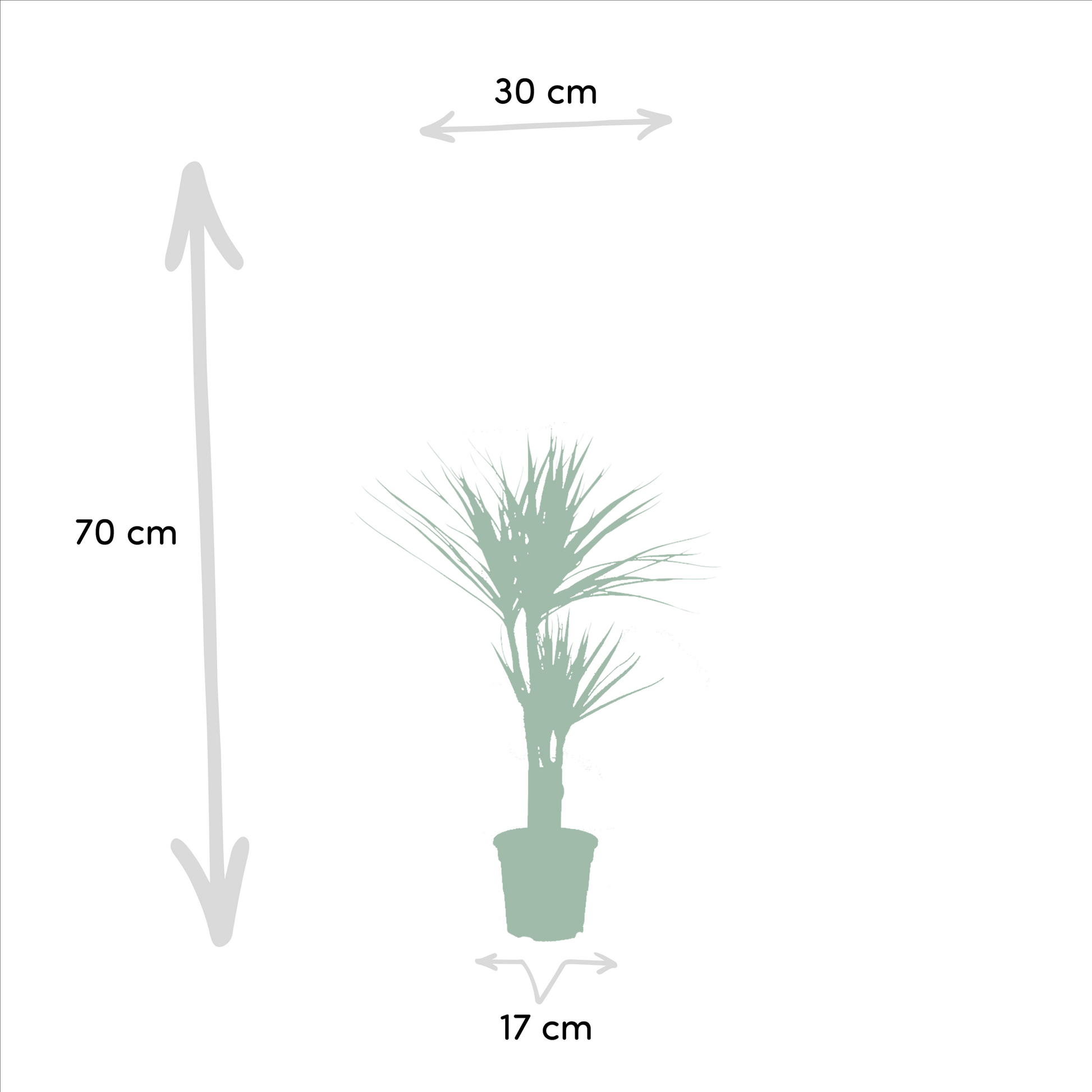 2x Dracaena - ↨90cm - Ø17cm - Pflanzfix24.de - Pflanzfix24.de