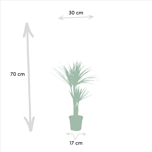 2x Dracaena - ↨90cm - Ø17cm - Pflanzfix24.de - Pflanzfix24.de