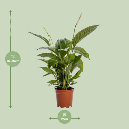Spathiphyllum Bingo Cupido 80 cm – Friedenslilie – Pflanzfix24.de - Pflanzfix24.de