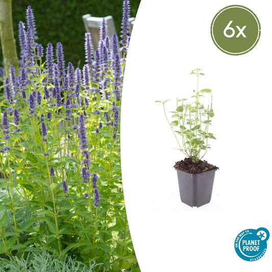 6x Agastache Black Adder Stauden | Pflanzfix24