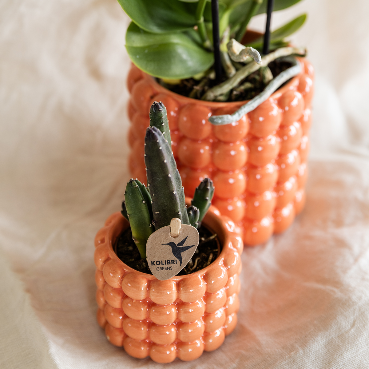 Pflanzfix24 | Pflanzenset Poppy Orange | Jamaica Orchidee und Sukkulente