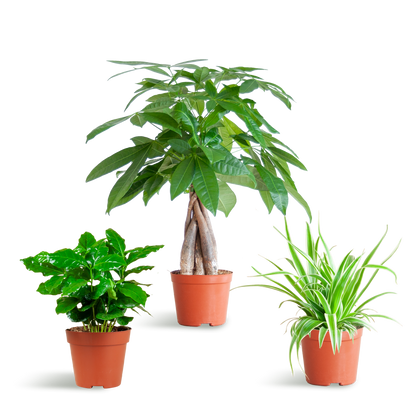 Tierfreundliche Plant Box klein ohne Dekotopf Ø12 | Pflanzfix24.de - Pflanzfix24.de