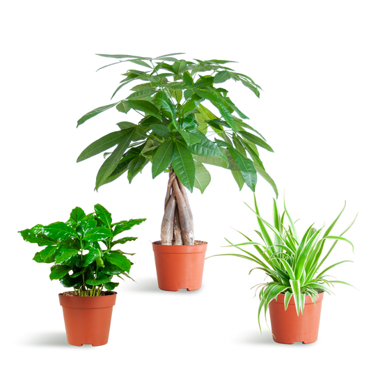 Tierfreundliche Plant Box klein ohne Dekotopf Ø12 | Pflanzfix24.de - Pflanzfix24.de