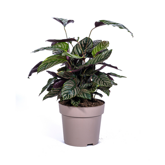 Calathea Ornata Sanderiana Ø27cm - Pflanzfix24.de - Pflanzfix24.de