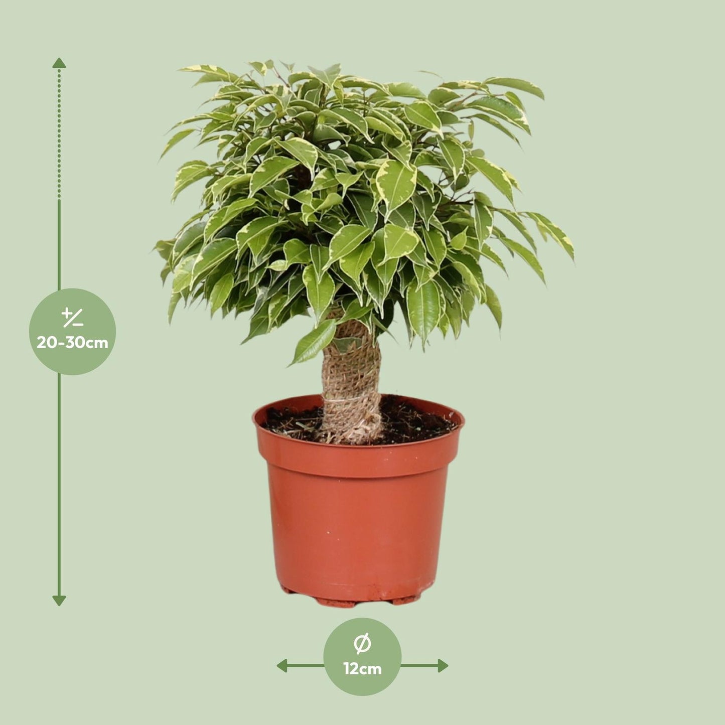 Ficus Benjamina Kinky - Ø12cm - ↕28cm bei Pflanzfix24