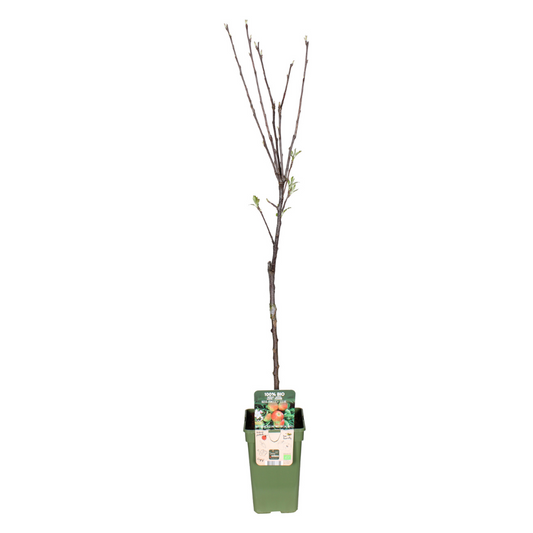 Apfelbaum Elstar Malus Ø19cm ↕60cm | Pflanzfix24
