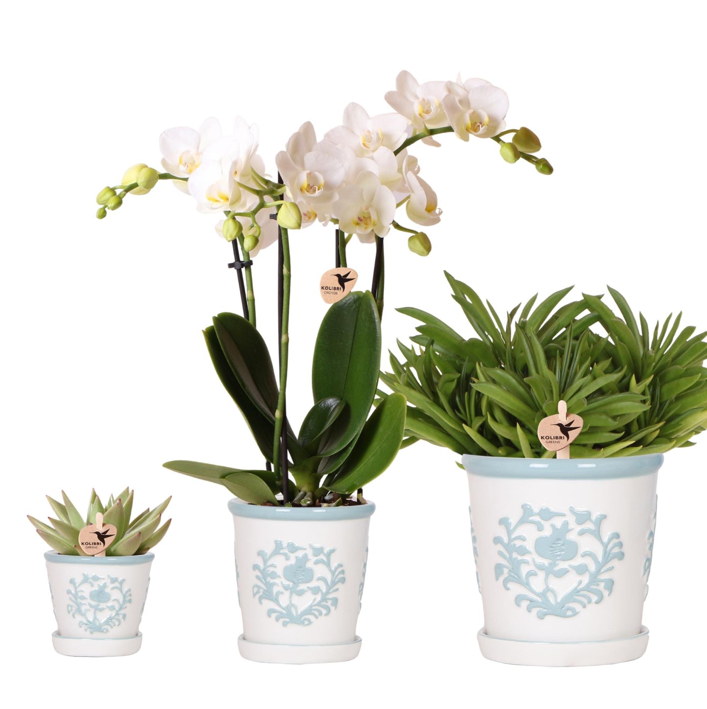 pflanzfix24 | Orchidee & Sukkulenten Set