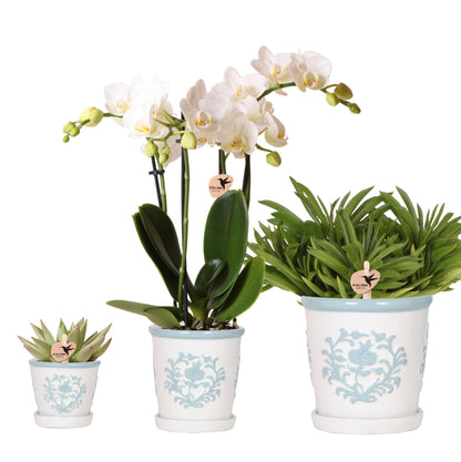 pflanzfix24 | Orchidee & Sukkulenten Set