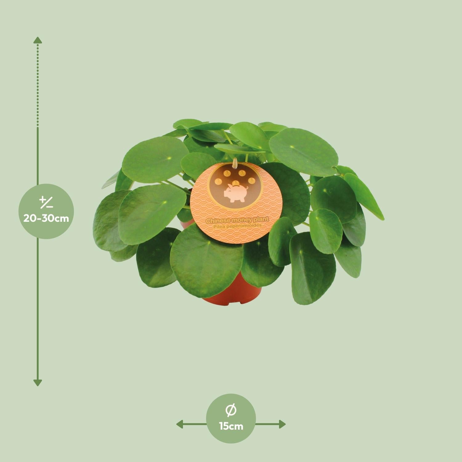 Pilea Peperomioides Ø15cm, 30cm Höhe – Zimmerpflanze | Pflanzfix24.de - Pflanzfix24.de