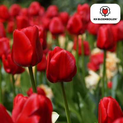 Tulpenbollen Ile de France – 20 Stuks | KH Bloembollen® - Pflanzfix24