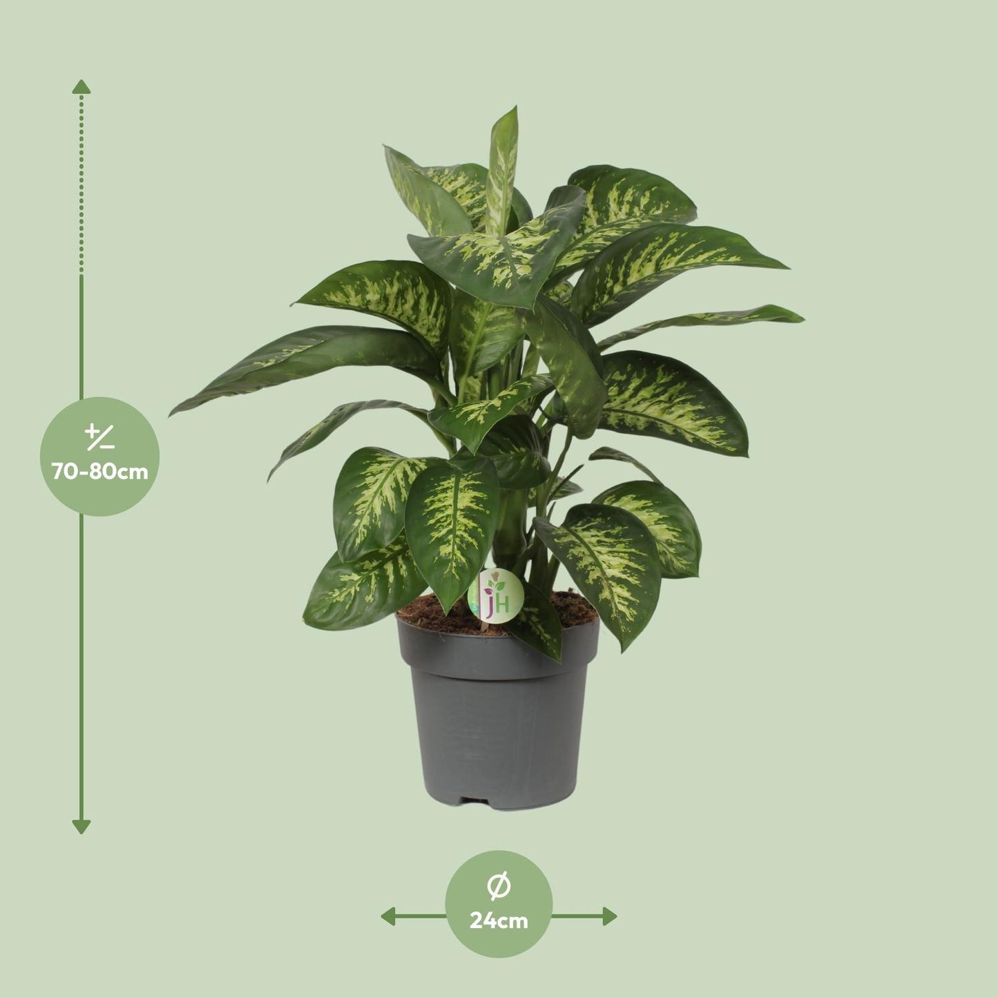 Dieffenbachia Reeva - Ø24cm - ↕75cm - Pflanzfix24
