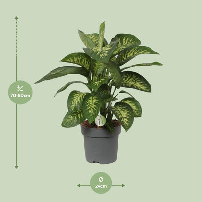 Dieffenbachia Reeva - Ø24cm - ↕75cm - Pflanzfix24