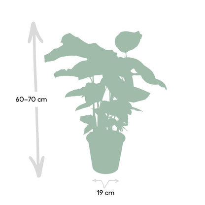 Calathea Whitestar - pflanzfix24