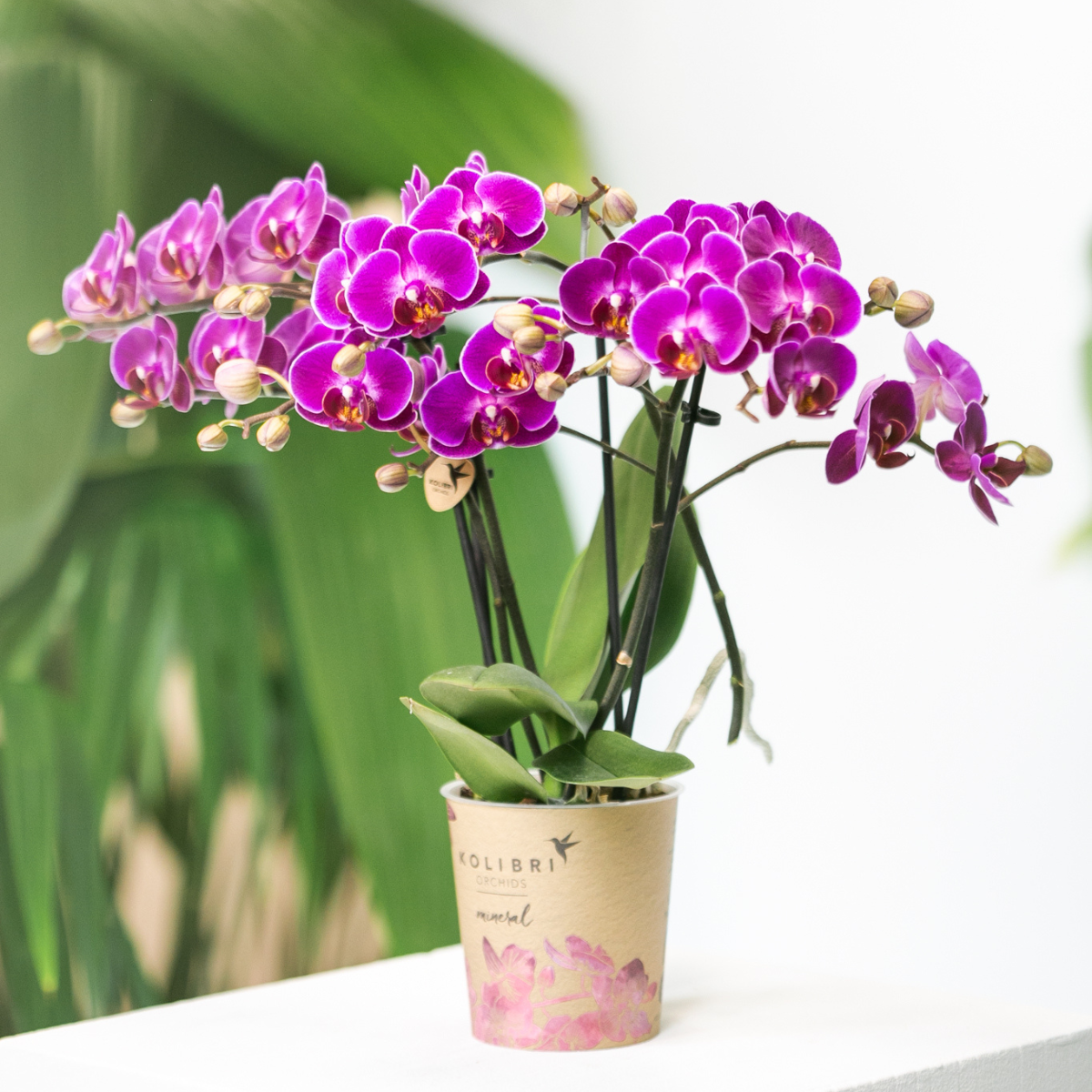 Phalaenopsis Orchidee 'Morelia' Lila Ø9cm | blühende Zimmerpflanze | Pflanzfix24.de - Pflanzfix24.de