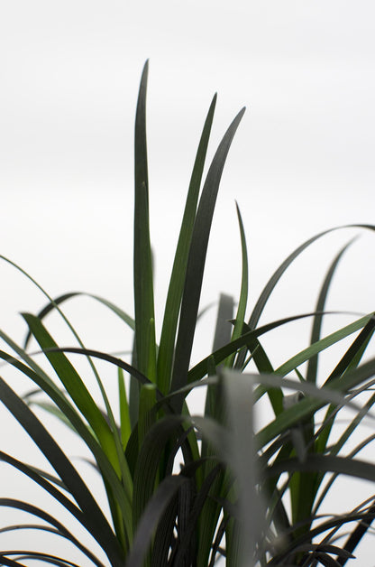 Ophiopogon planiscapus Nigrescens - Ø14cm - ↕30cm - Pflanzfix24
