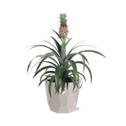 Ananas Mi Amigo in ELHO b.for rock 14 cm warm grey - Pflanzfix24
