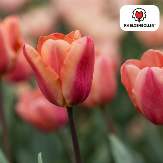 Apricot Foxx Tulpenbollen – 20 Stuks | KH Bloembollen® | Zalmroze Tulp - Pflanzfix24