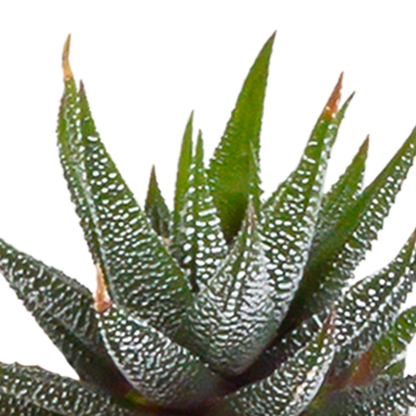Cactus en vetplanten Mischung 5,5 cm | 15 stück - in witte pot - Pflanzfix24.de - Pflanzfix24.de