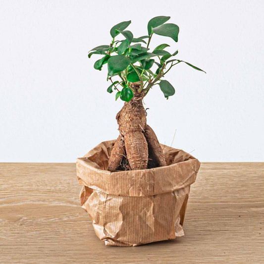 Ficus Ginseng bonsai - pflanzfix24