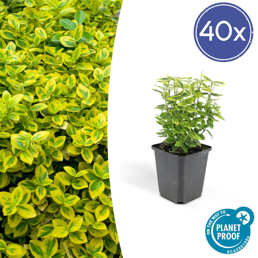 40x Euonymus fort. 'Emerald 'n Gold’ - ↕10-25cm - Ø9cm - Pflanzfix24.de - Pflanzfix24.de