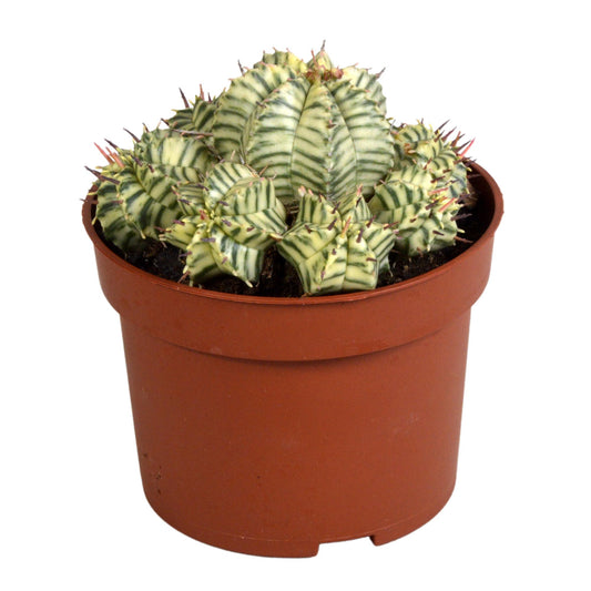 Euphorbia meloformis variegata - clay - 10,5cm - 1x - Pflanzfix24.de - Pflanzfix24.de