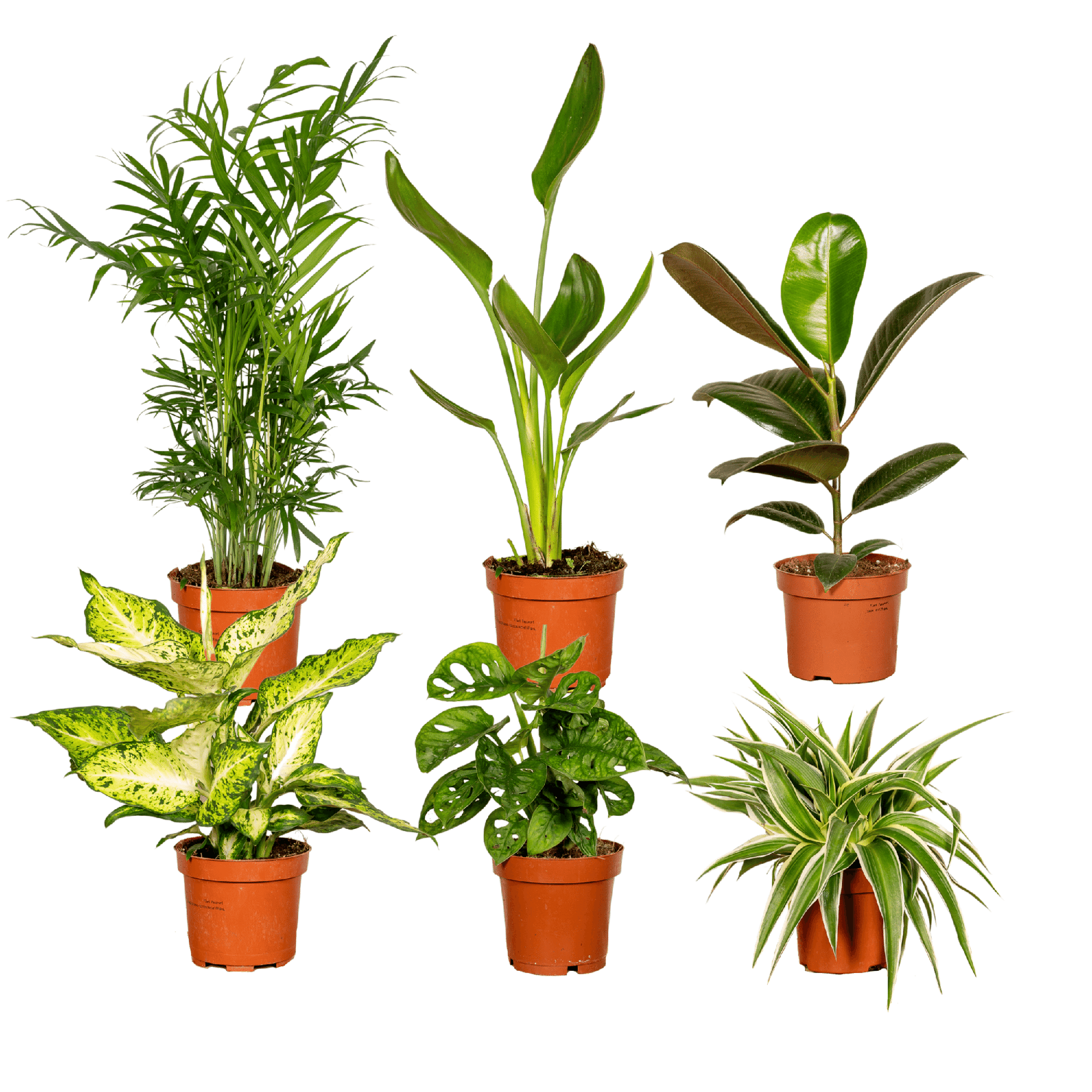 Überraschungsbox Zimmerpflanzen Ø12 cm – 6er Set | Pflanzfix24.de - Pflanzfix24.de