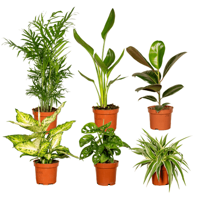 Überraschungsbox Zimmerpflanzen Ø12 cm – 6er Set | Pflanzfix24.de - Pflanzfix24.de