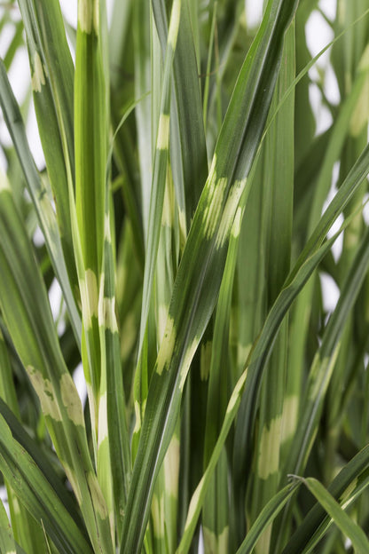 Miscanthus sinensis Strictus Zebra Gras Ø23cm | Pflanzfix24.de - Pflanzfix24.de