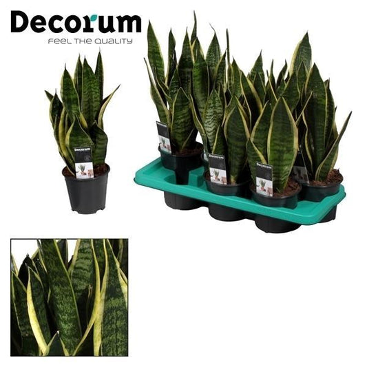 Sansevieria Futura Superb - Ø14cm - ↕35cm - Pflanzfix24