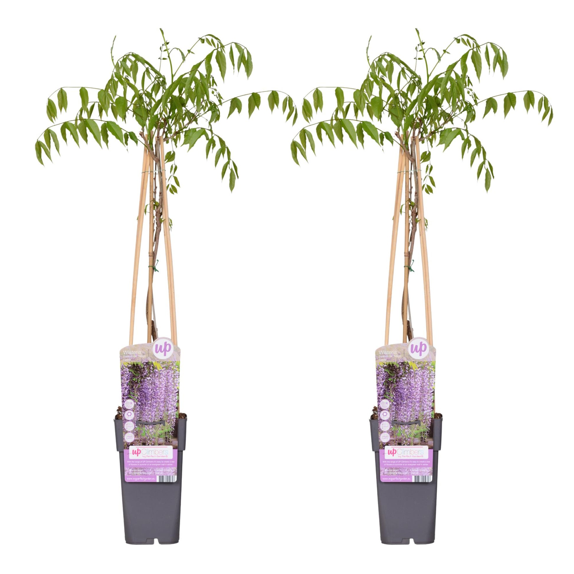 2x - Wisteria floribunda 'Naga Noda' - ↨65cm - Ø15 - Pflanzfix24.de - Pflanzfix24.de