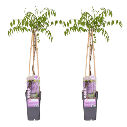 2x - Wisteria floribunda 'Naga Noda' - ↨65cm - Ø15 - Pflanzfix24.de - Pflanzfix24.de