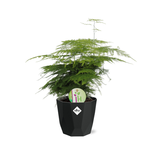 Asparagus Fern 'Plumosus' - 14cm Pot - Pflanzfix24