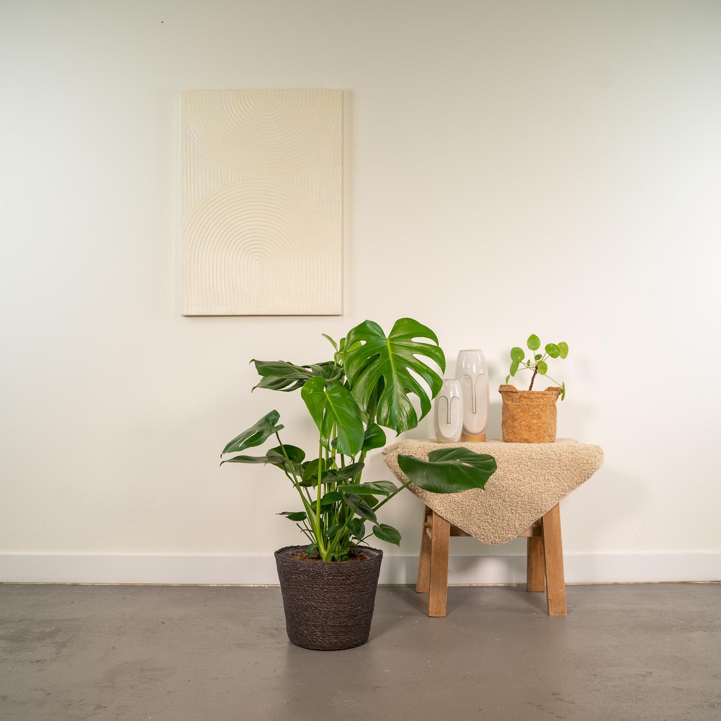 Monstera Deliciosa + Korb Igmar - Zimmerpflanze - Pflanzfix24