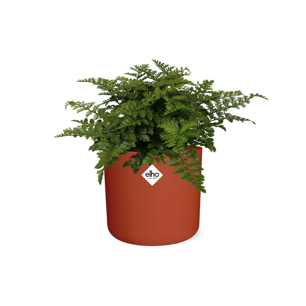Asplenium Parvati in ELHO b.for soft rond 14cm brique - Pflanzfix24