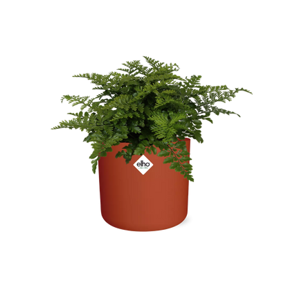 Asplenium Parvati in ELHO b.for soft rond 14cm brique - Pflanzfix24