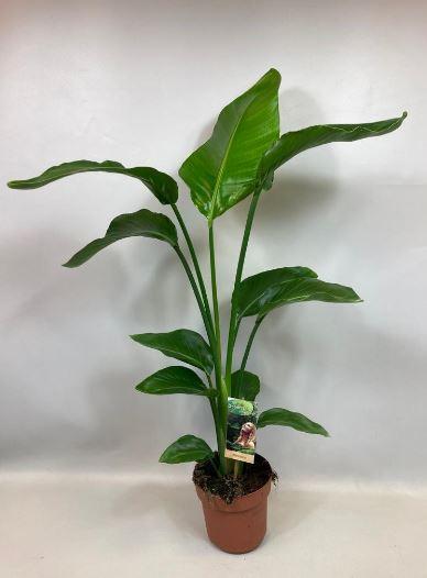 Strelitzia Nicolai - Ø17cm - ↕90cm bei Pflanzfix24