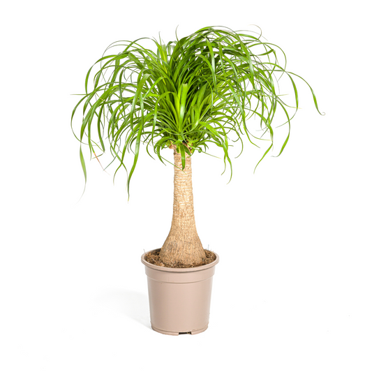 Beaucarnea Recurvata Stamm Ø21cm - ↕60 - 80cm von Pflanzfix24.de - Pflanzfix24.de
