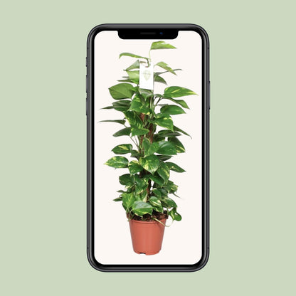 Epipremnum Pinnatum Mosstok 80cm Scindapsus - Pflanzfix24