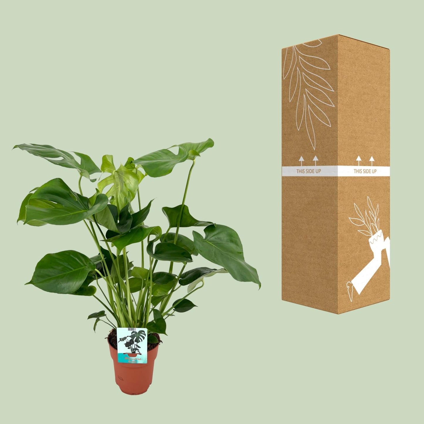 Monstera Deliciosa Ø19cm – 60 cm Zimmerpflanze | Pflanzfix24.de - Pflanzfix24.de