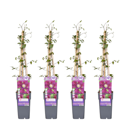 4x - Clematis Warszawska Nike - ↨65cm - Ø15 - Pflanzfix24