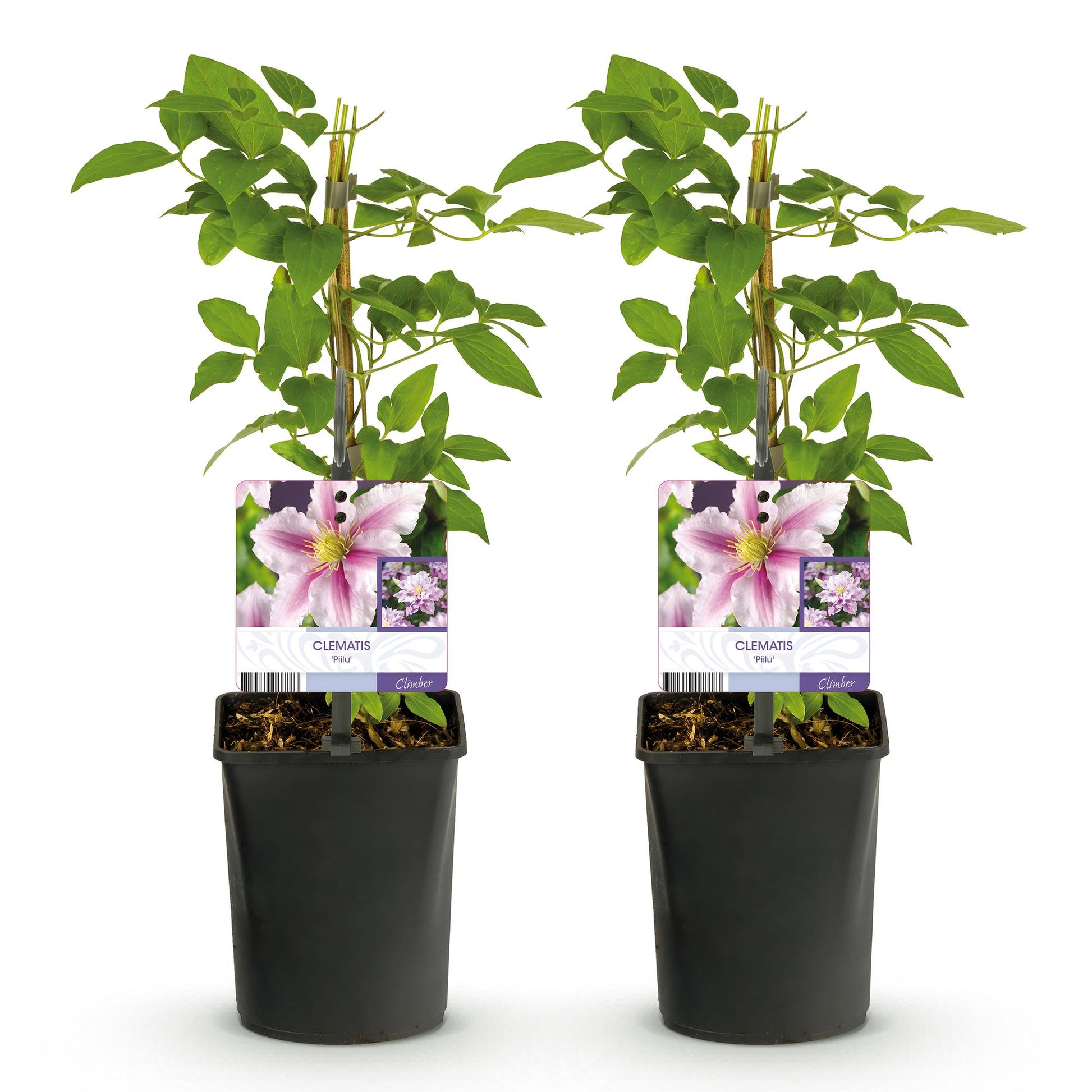 Pflanzfix24.de - Clematis Piilu Kletterpflanze - 2 Pflanzen - Pflanzfix24.de